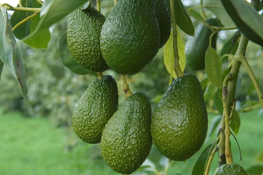 Katikati: Guided Gourmet Avocado Tour - Price and value: what you’re really paying for at $44