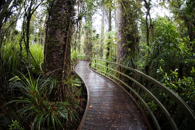 Kawiti Glow Worm Cave Tour & Opua Forest Walk - Kawiti Glowworm Caves: stars underground, guided by local tradition