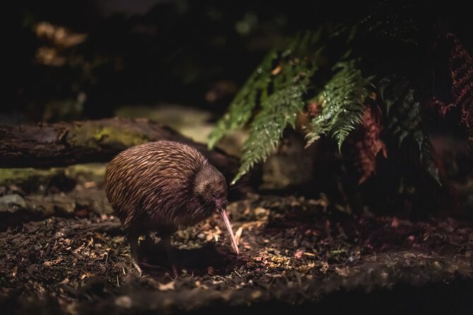Kiwi Park Queenstown Admission - Key takeaways before you go