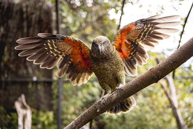 Kiwi Park Queenstown Admission - The complimentary audio tour: your guide through native bush and exhibits