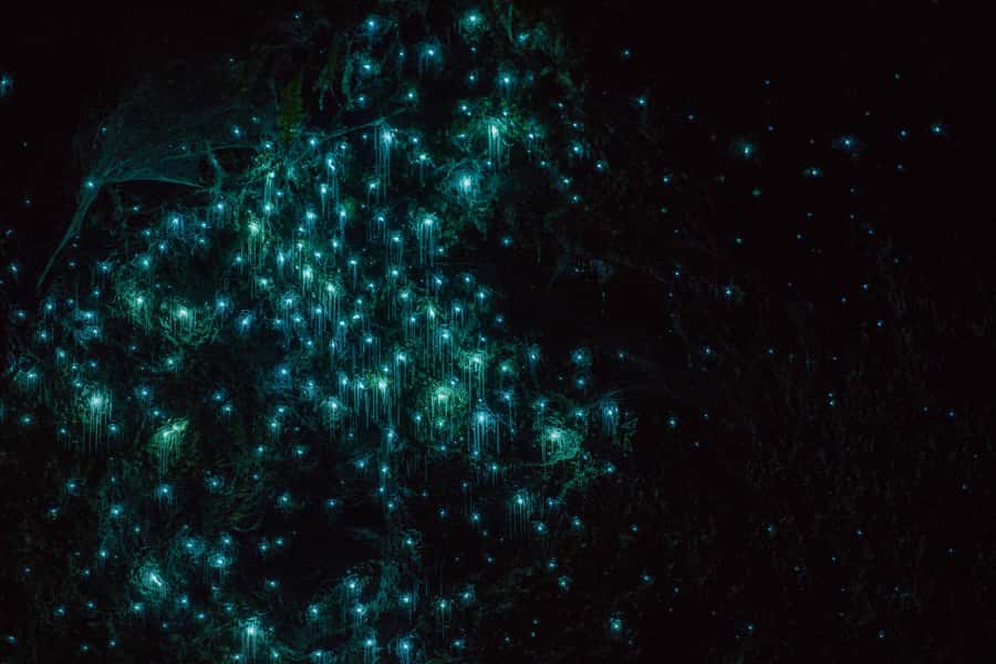Lake Karapiro: Evening Kayak Glowworm Tour - Up the canyon at dusk: ferns, birds, and the quiet you can hear