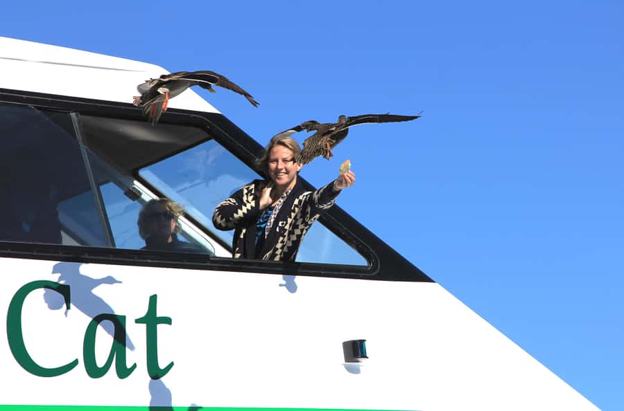 Lake Taupo: Maori Rock Carvings 8.30 AM 1.5-Hour Cruise - Key things to look forward to on this Taupo cruise
