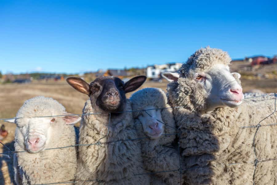 Lake Tekapo: Guided Petting Zoo Visit - Key highlights I’d plan around