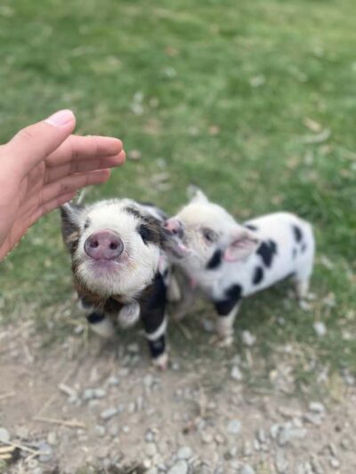 Guided Petting Zoo Visit