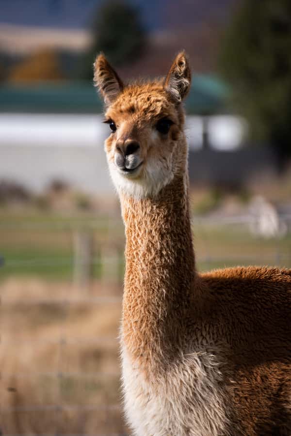 Lake Tekapo: Guided Petting Zoo Visit - The guide factor: why a live person matters here