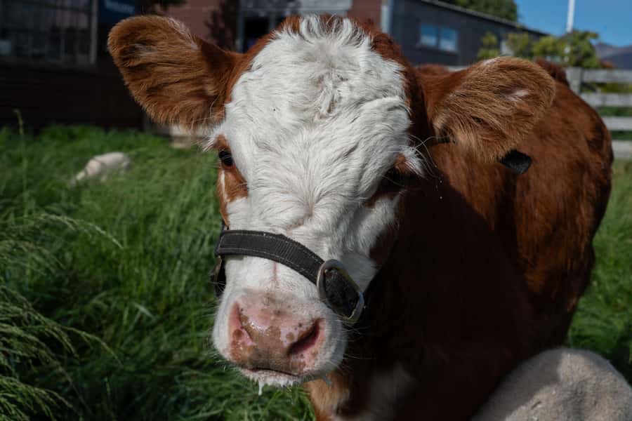 Lake Tekapo: Guided Petting Zoo Visit - Price and value: is $11 worth it?