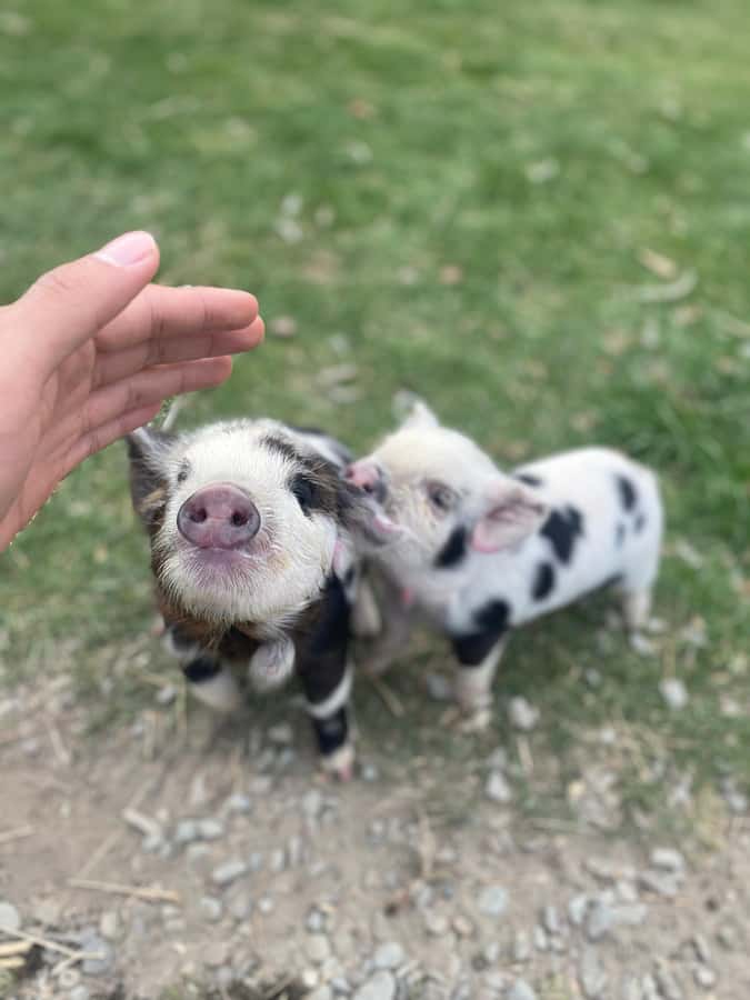 Lake Tekapo High Country Farm Tour (Carbon Positive) - Meet the farm animals and learn what they do on a working property