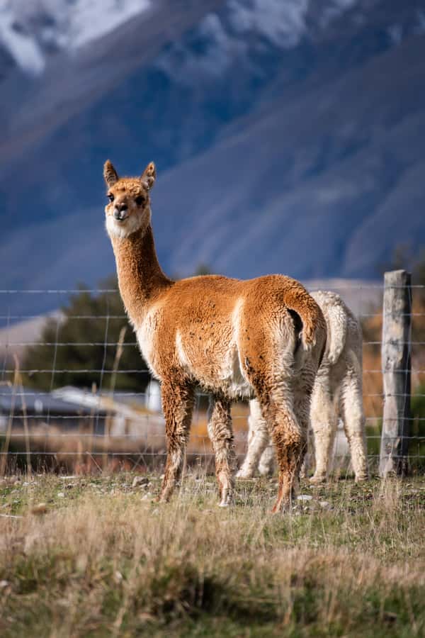 Lake Tekapo High Country Farm Tour (Carbon Positive) - Carbon positive farming, and what you should look for during the tour