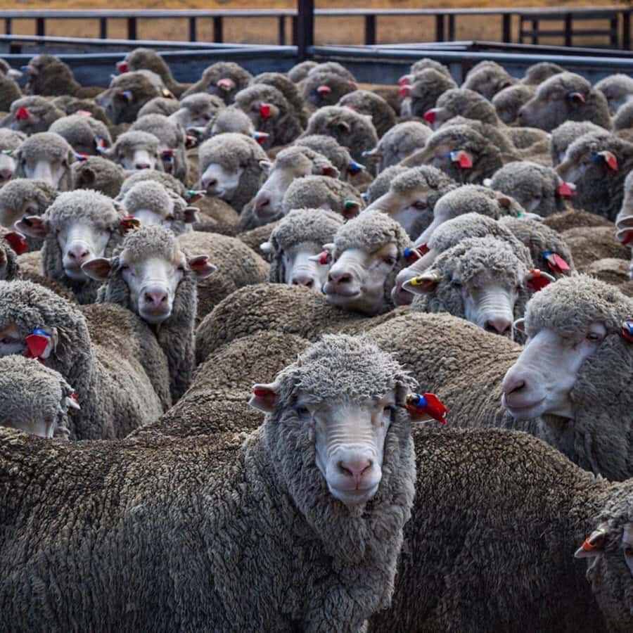 Lake Tekapo Scenic 4WD Cass Valley Wilderness Tour - Private Merino sheep station access, not just public roads