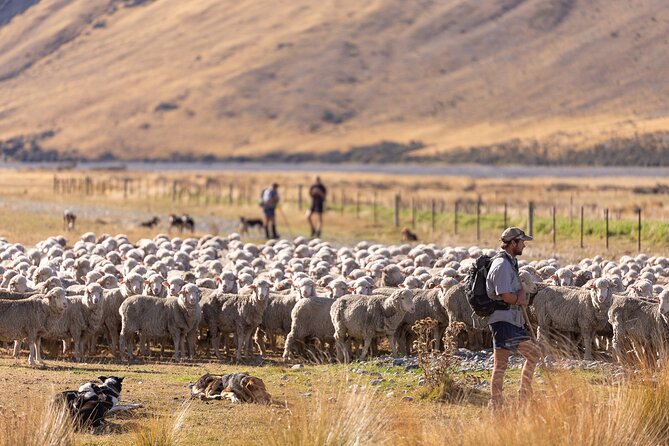 Lake Tekapo Scenic Wilderness Cass Valley Tour - Your guide makes the experience feel personal