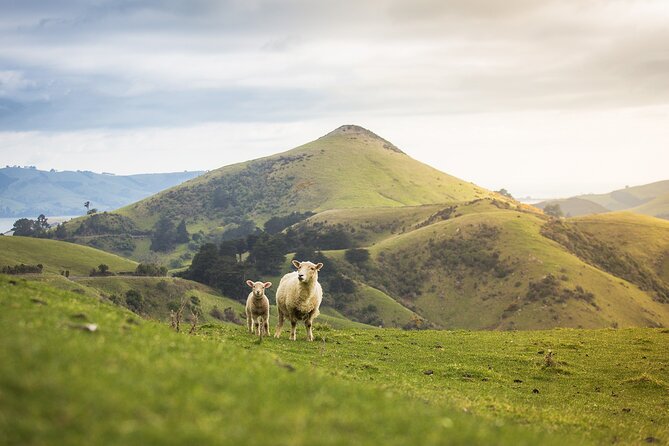 Larnach Castle Tour & Wildlife Cruise (Dunedin Shore Excursion) - Price and value: what you get for $121.01