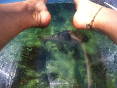 Leigh: Goat Island Clear Kayak Rental