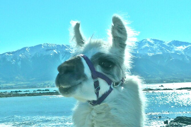Llama Trek (Half-day) - Kaikoura Bay, Beaches & Seal Colony - Your Llama Trek at Kaikoura Bay: What the Experience Feels Like