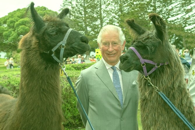 Llama Trek (Half-day) - Kaikoura Bay, Beaches & Seal Colony - How the Trek Works: Induction, Group Size, and Saddle Bags