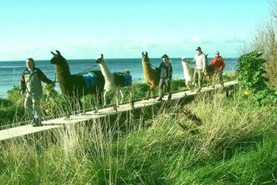 Llama Trek (Half-day) – Kaikoura Bay, Beaches & Seal Colony