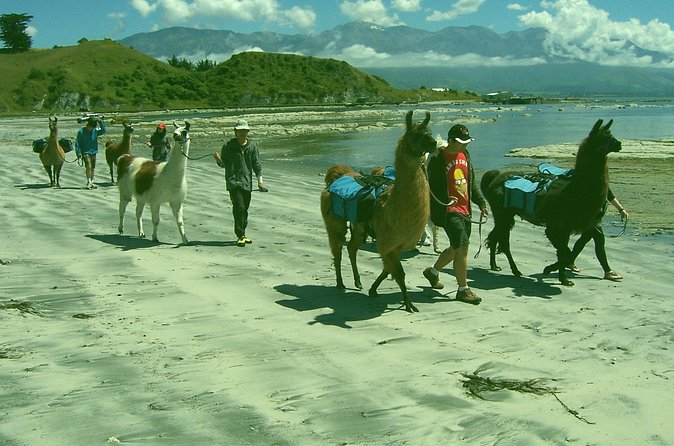 Llama Trek (Half-day) - Kaikoura Bay, Beaches & Seal Colony - Kaikoura on Foot: Coastal Views Plus Mountain Scenery