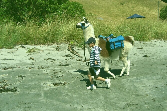 Llama Trek (Half-day) - Kaikoura Bay, Beaches & Seal Colony - The Earthquake and Local History Talk: What Kevin Points Out