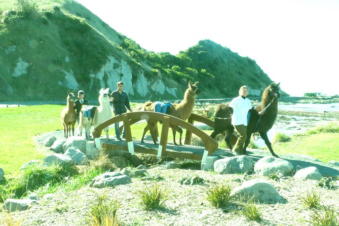 Llama Trek (Half-day) - Kaikoura Bay, Beaches & Seal Colony - Pace, Duration, and Footing: Plan Like You’re With a Friend