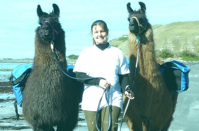 Llama Trek (Half-day) - Kaikoura Bay, Beaches & Seal Colony - Meet Your Llama: What to Expect When It’s Time to Walk