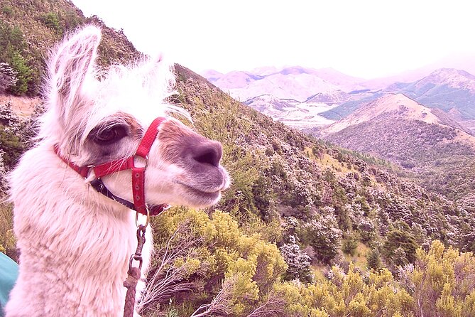 Llama Trek (Taster) - Kowhai River Valley and Native Woodland Tour - Key highlights you should not skip