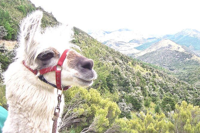 Llama Trek (Taster) - Kowhai River Valley and Native Woodland Tour - Native woodland setting: wildlife spotting without the pressure