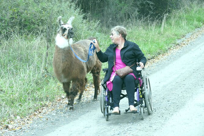 Llama Trek (Taster) - Kowhai River Valley and Native Woodland Tour - Small group size in Kaikoura Flat: better pacing, less waiting