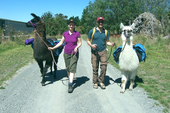 Llama Trek (Taster) - Kowhai River Valley and Native Woodland Tour - Getting there and what to bring for an easygoing trail