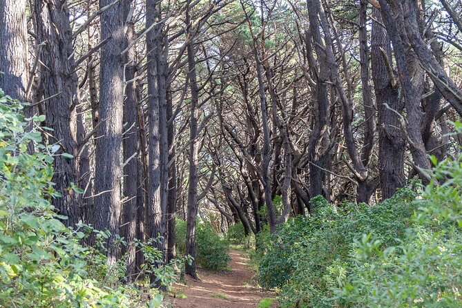 Lord of The Rings Full Day locations tour incl Weta & keepsake - Key highlights you’ll feel fast