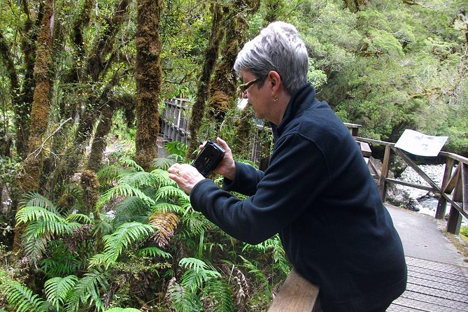 Luxury Milford Sound Coach and Scenic Cruise - Should you book this Milford Sound day tour?
