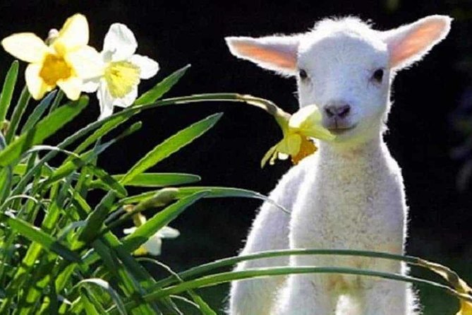 Lyttelton Cruise Excursions: Christchurch Sightseeing with Sheep Farm - Key things to know before you go