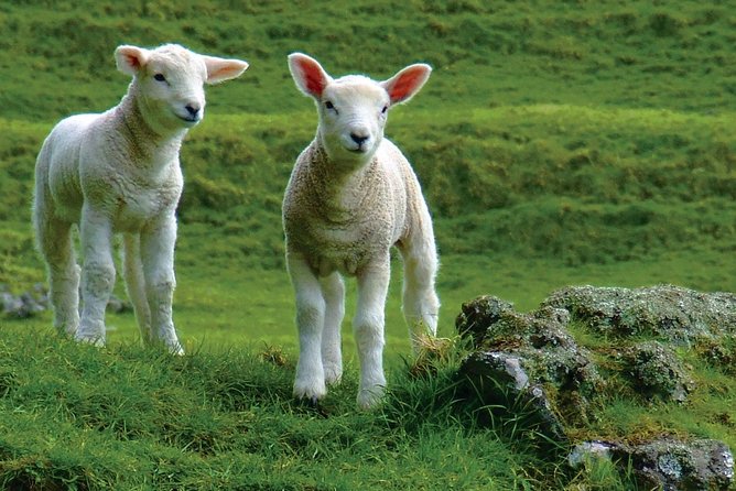 Lyttelton Shore Excursion: Arthur's Pass Day Tour - Why Arthurs Pass works as a shore day escape