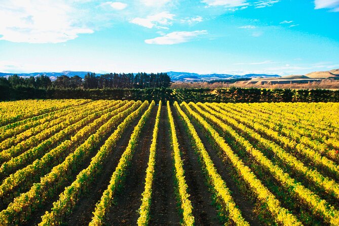 Lyttelton Shore Excursion - City Highlights & Waipara Wine Tour - Key takeaways before you go