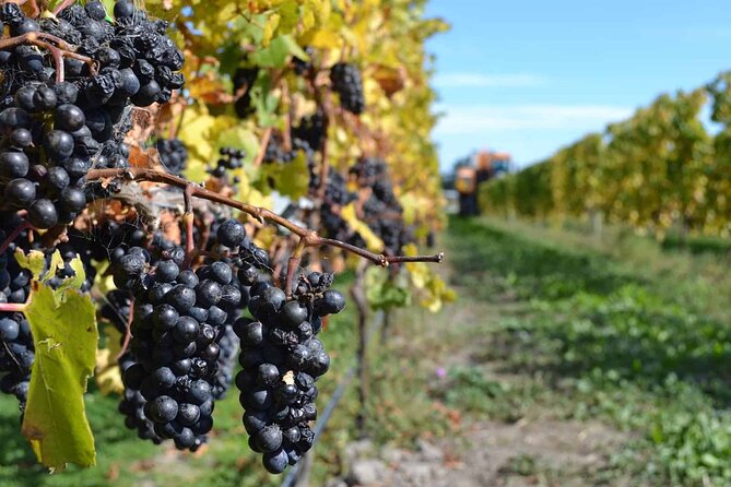 Lyttelton Shore Excursion - City Highlights & Waipara Wine Tour - Heading out to Waipara: when the day slows down
