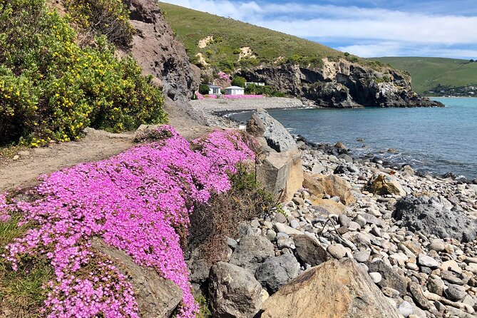Lyttelton Shore Excursion - Guided Walking Tour and Picnic - Godley Head Loop Track: coastal views and WWII landmarks