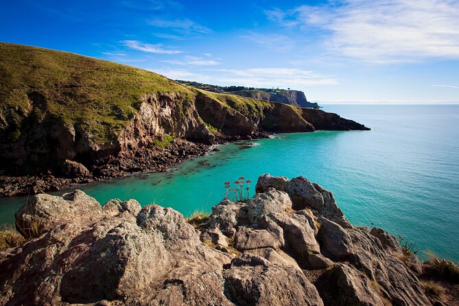 Lyttelton Shore Excursion - Guided Walking Tour and Picnic - Wildlife spotting along the coast, and how to make it happen