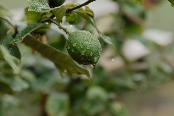 Make Your Own Gin at the Matahui Gin Lab - The gin-making part: picking botanicals with intention