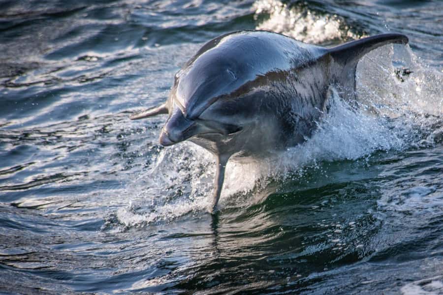 Manapouri: Doubtful Sound Overnight Cruise (2 Nights) - Deep Cove and the Historic Fiordland Vessel Layout