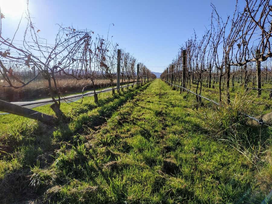 Marlborough: Blenheim Wine Tour; Afternoon of Wine only - Getting to the vines from Blenheim, and why the timing matters