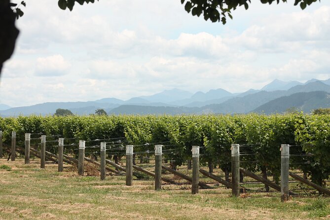 Marlborough Classic Wine Tasting Tour. - Who Should Book This Tour (and Who Might Want Another Plan)