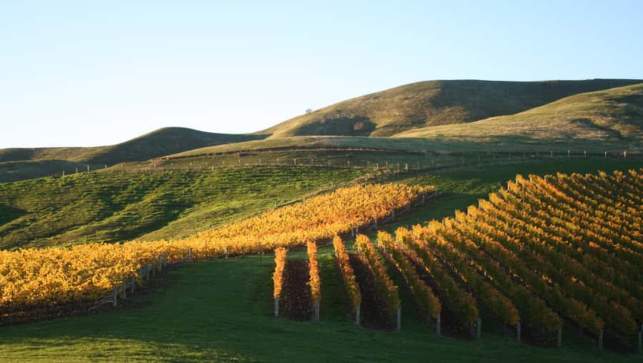 Marlborough: Full-Day Wine and Seafood Tour with Cruise - Lunch Plus the Expectation Check on Food
