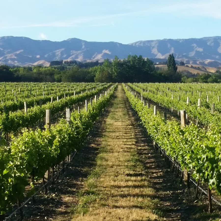Marlborough Full Day Wine Tour - Price and logistics: why $131 feels fair for this kind of day