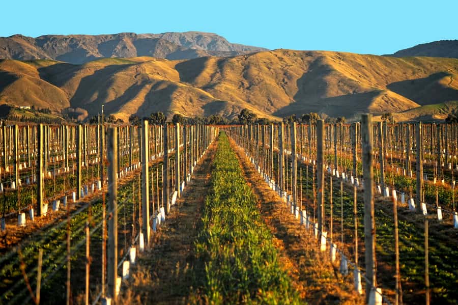 Marlborough Half Day Wine Tour From Blenheim 1.30pm - What to eat and bring before the tour