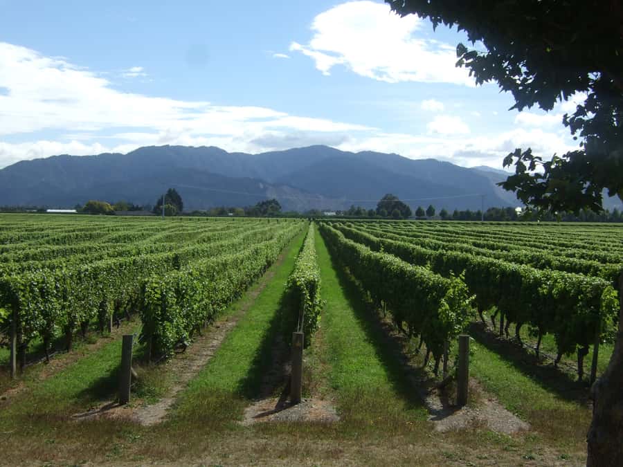 Marlborough Half-Day Wine Tour from Blenheim - Why Marlborough works so well in 5 hours