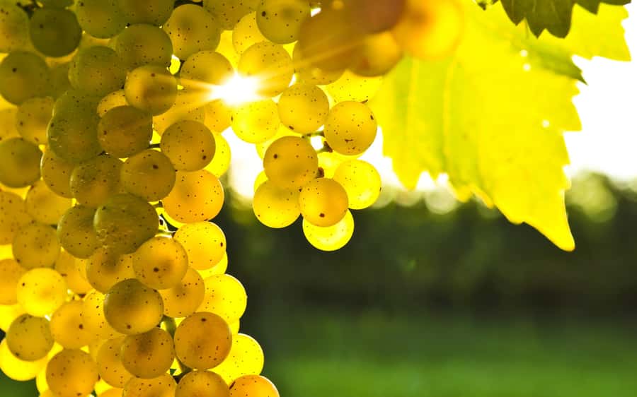 Marlborough Half-Day Wine Tour from Blenheim - Five cellar doors, and what that mix actually gives you
