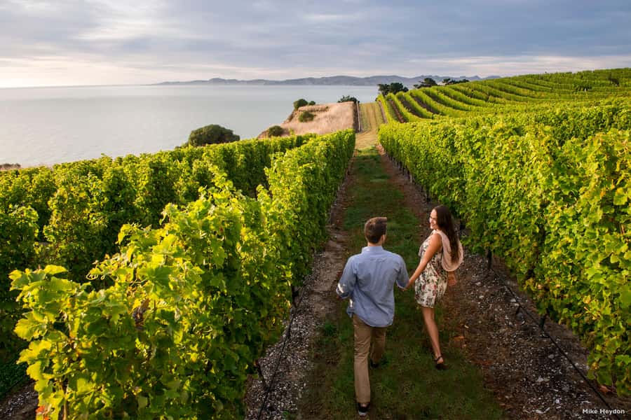 Marlborough Half-Day Wine Tour from Blenheim - Vineyard stroll time, and the Marlborough lesson you want