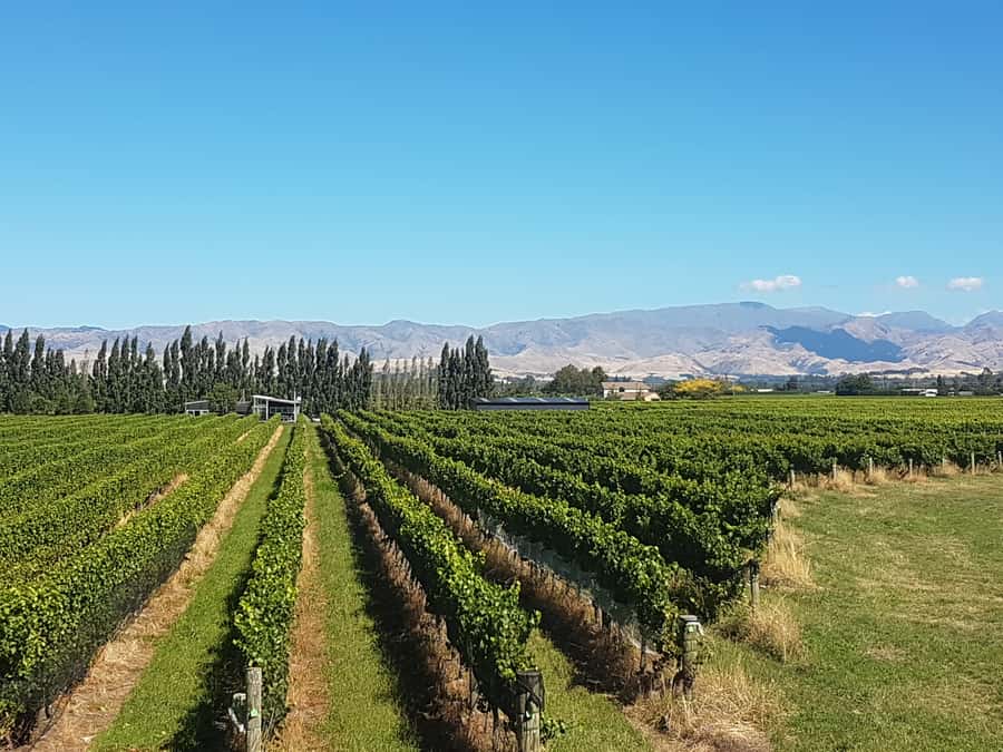 Marlborough: Half Guided and Half Self-Guided Bike Wine Tour - Who this tour suits best (and who might want a different plan)