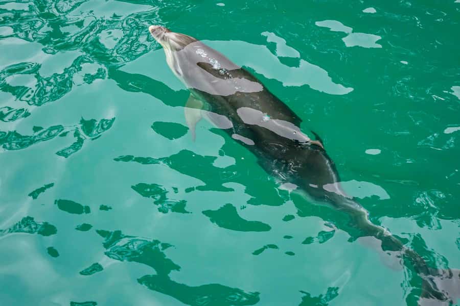 Marlborough Sounds and Ship Cove Cruise from Picton - Cruise Through the Sounds: What the Commentary Makes You See