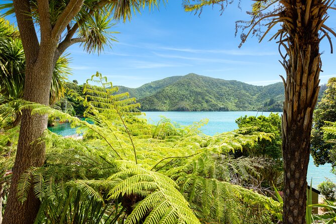 Marlborough Sounds Day Visit to Lochmara - Forest walks and the Underwater Observatory: what to do when you want both land and water