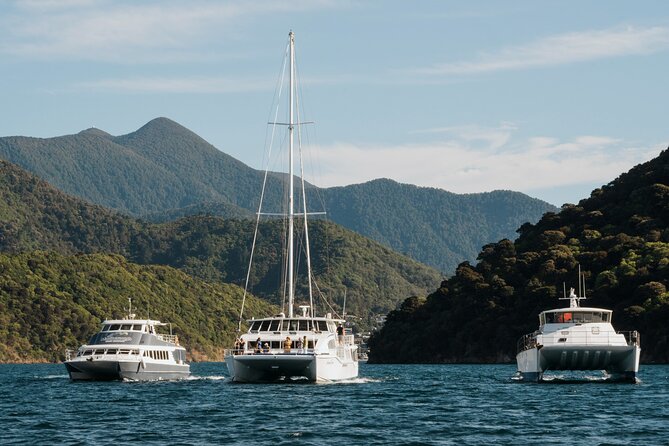 Marlborough Sounds Greenshell Mussel Tasting Cruise - Setting Off From Picton Marina, The Easy Way