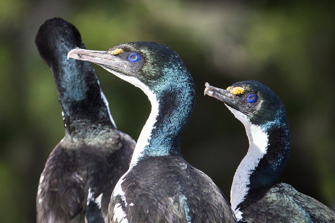 Marlborough Sounds Ultimate Cruise - Food, drinks, and extras: what is included and why it matters